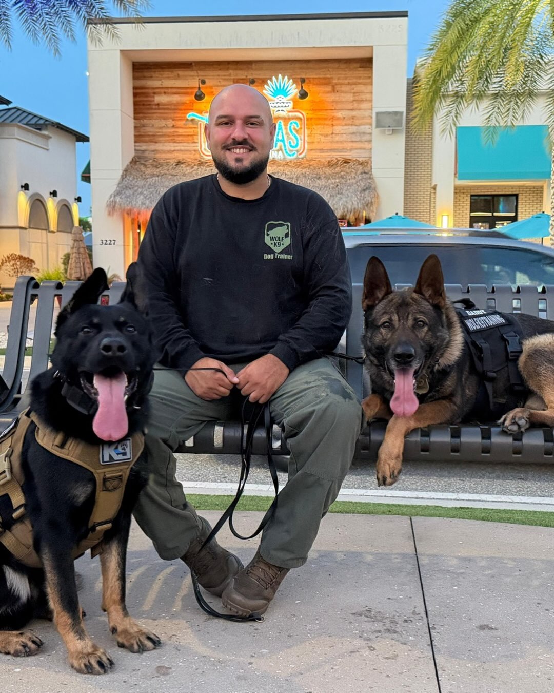 José González, fundador de Wolf K9 Training, con dos pastores alemanes en Florida Central
